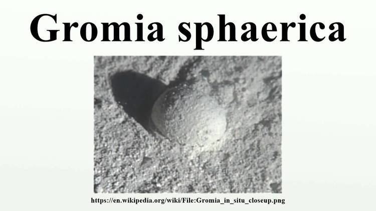 Gromia sphaerica Gromia sphaerica YouTube