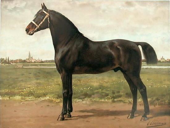 Groningen horse