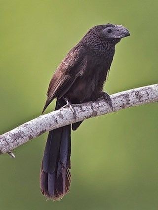 Groove-billed ani Groovebilled Ani Identification All About Birds Cornell Lab of