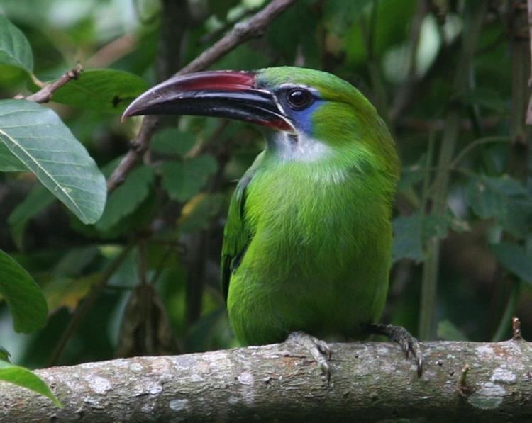 Groove billed toucanet - Alchetron, The Free Social Encyclopedia