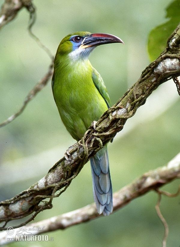 Groove billed toucanet - Alchetron, The Free Social Encyclopedia