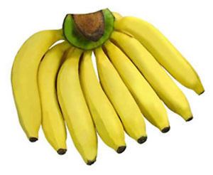Gros Michel banana Musa amp034Kluai Hom Tongamp034 Gros Michel Banana Plant FREE