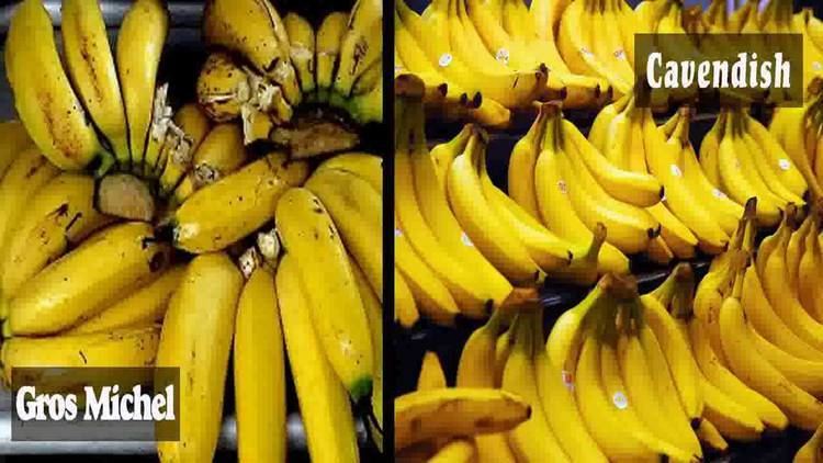 Gros Michel banana Gros Michel Banana Plant RARE Variety YouTube