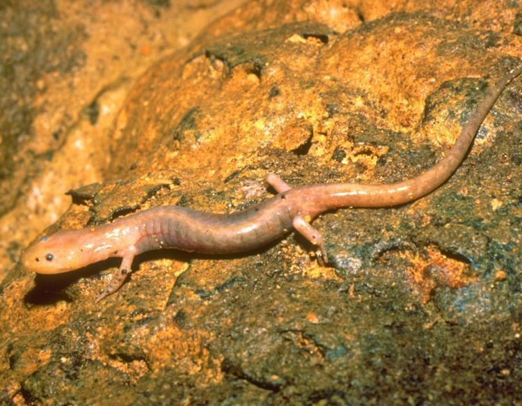 Grotto salamander Grotto Salamander MDC Discover Nature
