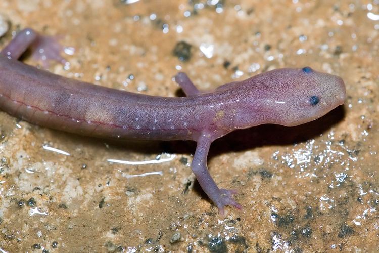 Grotto salamander The World39s Best Photos of salamandereuryceaspelaea Flickr Hive Mind