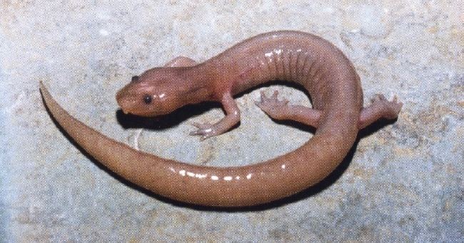 Grotto salamander Grotto salamander