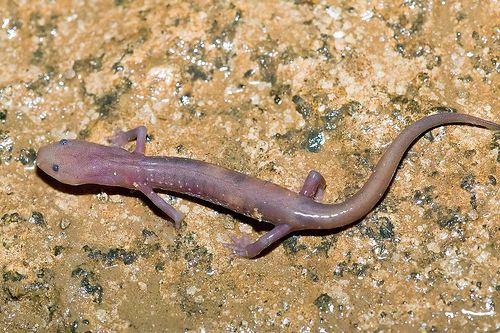 Grotto salamander Herps of Arkansas Grotto Salamander Eurycea spelaea