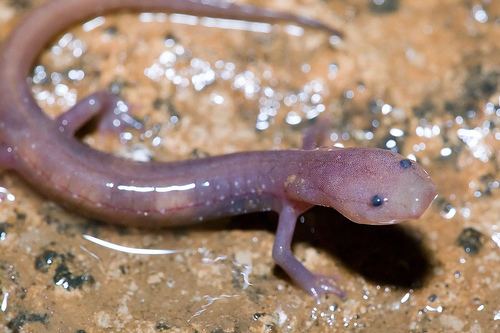 Grotto salamander httpsfarm8staticflickrcom70236705742219f8