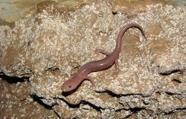 Grotto salamander CalPhotos Eurycea spelaea Grotto Salamander