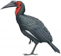 Ground hornbill wwwhbwcomsitesdefaultfilesstyleslargeapub