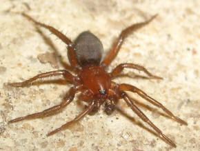 Ground spider Spiders at Spiderzrule the best site in the world about spiders