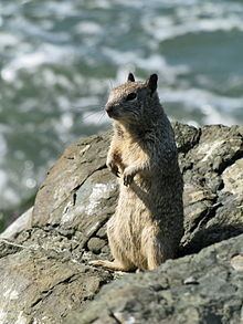 Ground squirrel httpsuploadwikimediaorgwikipediacommonsthu