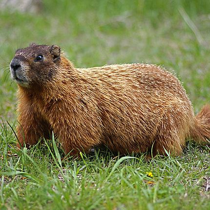 Groundhog Facts About Groundhogs Groundhog Facts Havahart