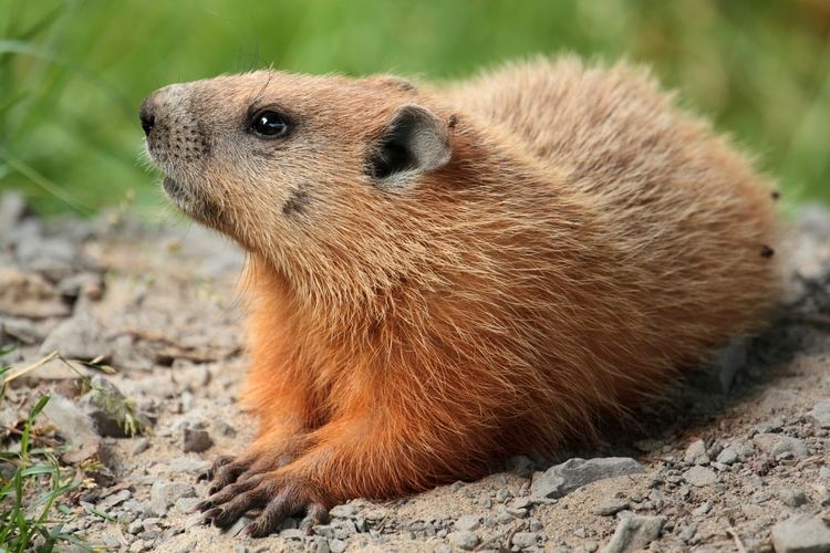Groundhog Groundhog Wikipedia