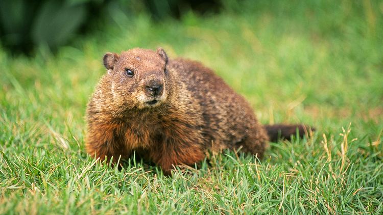Groundhog Groundhog Photos and Facts