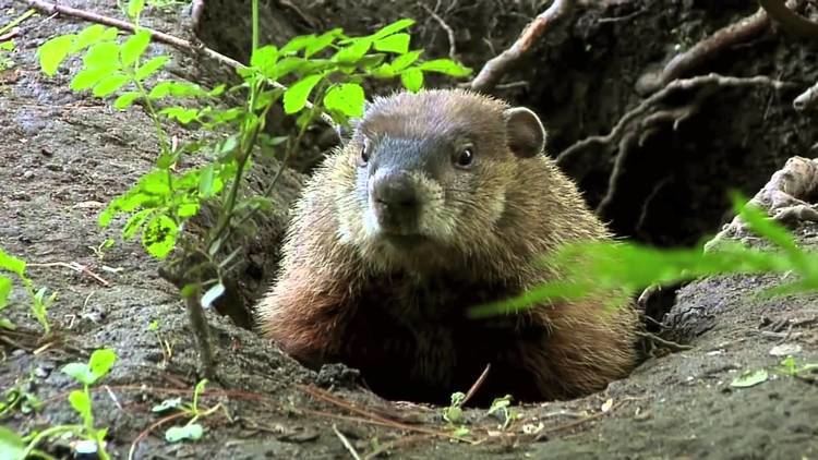 Groundhog True Facts About the Groundhog YouTube