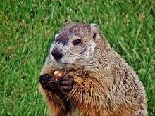 Groundhog httpsuploadwikimediaorgwikipediacommonsthu