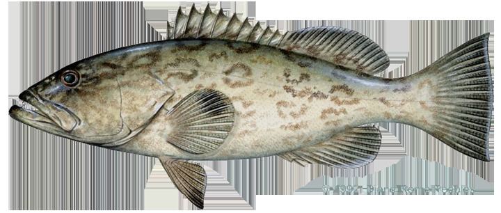 Grouper groupergagpng