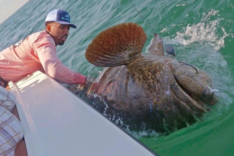Grouper Watch Wilson Chandler hooks 350pound goliath grouper UPIcom