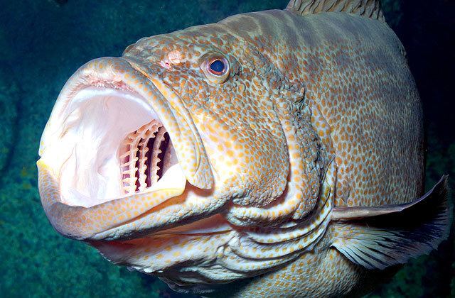 Grouper National Aquarium Black Grouper