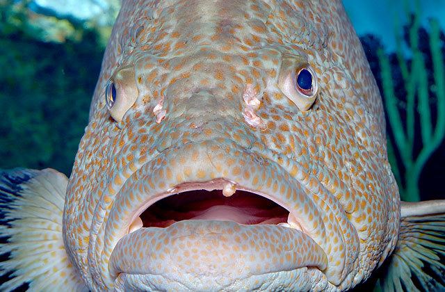 Grouper National Aquarium Black Grouper