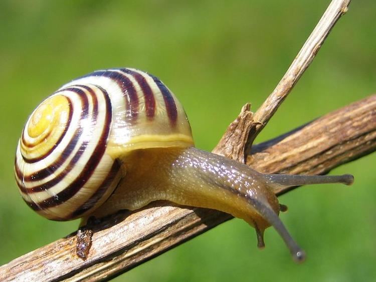 Grove snail wwwbihrmanncombugsgastropodaslidesLundsnegl