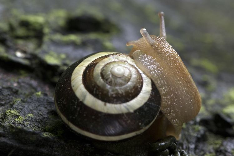 Grove snail FileGrove snail LodzPoland06jsjpg Wikimedia Commons