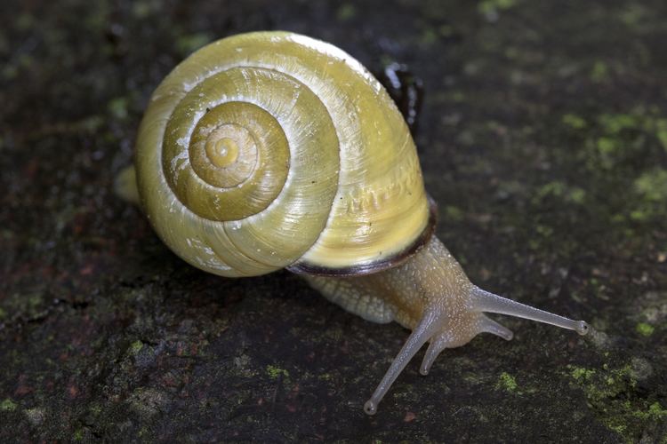 Grove snail FileGrove snail LodzPoland03jsjpg Wikimedia Commons