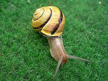 Grove snail Grove snail Wikipedia