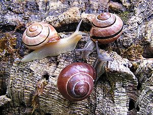 Grove snail Terrestrial Snails and Slugs