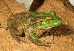 Growling grass frog Frogs of Australia gt Litoria raniformis Growling Grass Frog