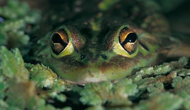 Growling grass frog Growling Grass Frog Biodiversity of the Western Volcanic Plains