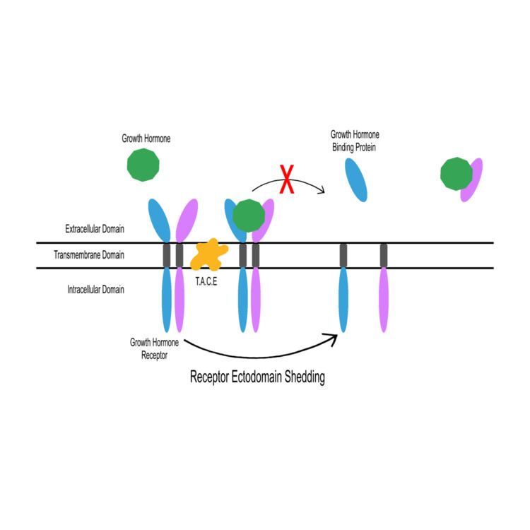 Growth hormone-binding protein