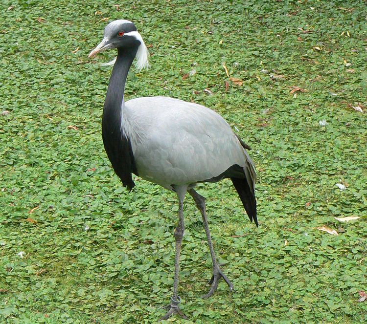 Gruiformes Gruiformes coots cranes rails Photo Gallery Wildlife Journal