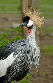 Gruiformes httpsuploadwikimediaorgwikipediacommonsthu