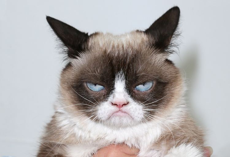 Grumpy Cat Latest Grumpy Cat News Photos and Videos Life amp Style