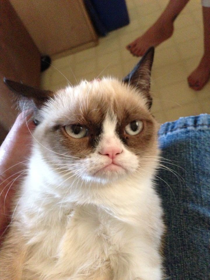 Grumpy Cat About Grumpy Cat