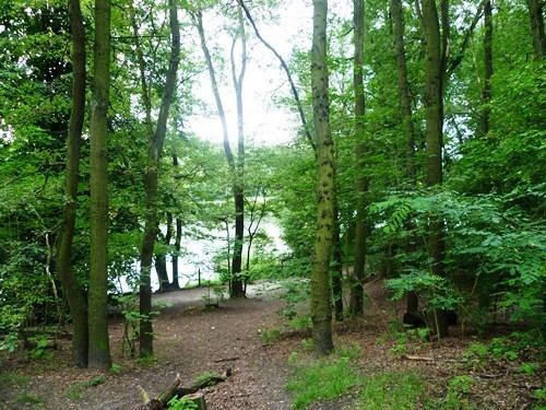 Grunewald (forest) In the Grunewald Forest Berlin Under a Grey Sky