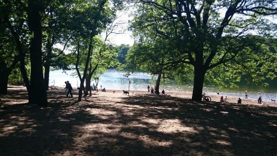 Grunewald (forest) Dog beach in Grunewald park Picture of Grunewald Forest Berlin