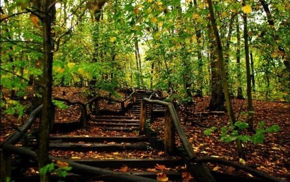 Grunewald (forest) Top 10 Best Outdoor Activities in Berlin