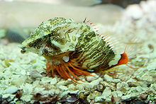 Grunt sculpin httpsuploadwikimediaorgwikipediacommonsthu