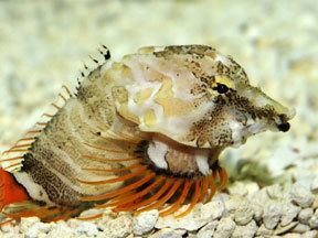 Grunt sculpin Grunt sculpin