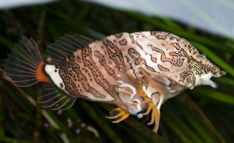 Grunt sculpin Real Monstrosities Grunt Sculpin