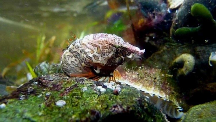 Grunt sculpin Grunt Sculpin Rhamphocottus richardsonii YouTube