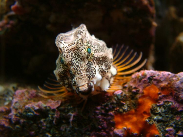 Grunt sculpin Seattle Aquarium Grunt Sculpin Seattle Aquarium Blog