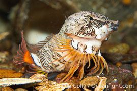 Grunt sculpin Grunt Sculpin Photo Grunt Sculpin photos Phillip Colla Natural