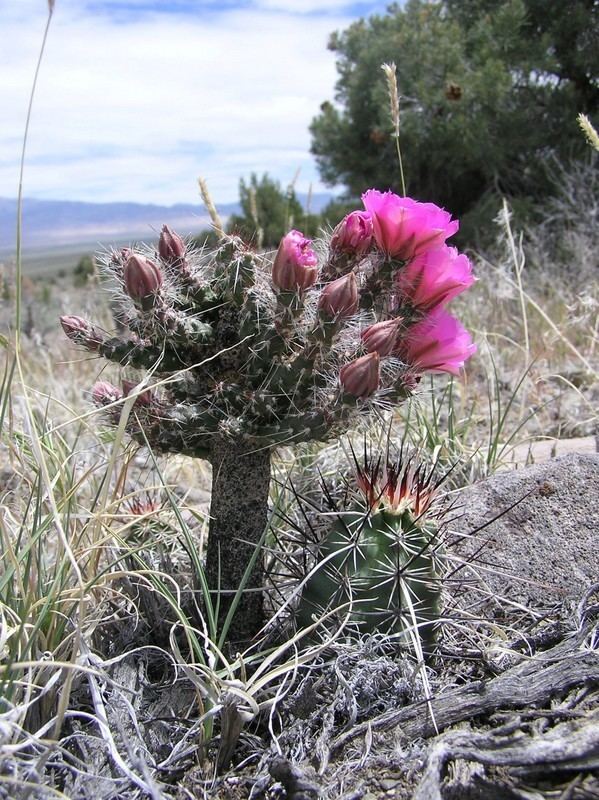 Grusonia Grusonia pulchella Nevada Natural Heritage Program