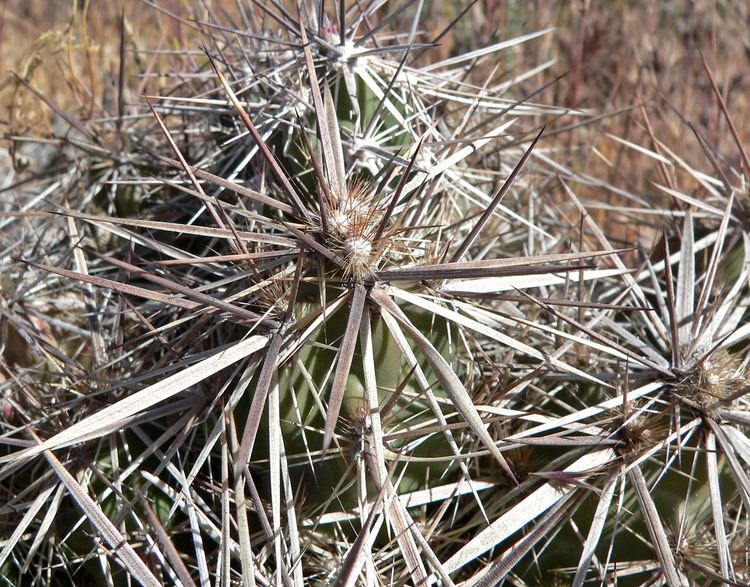 Grusonia parishii FileGrusonia parishii 3jpg Wikimedia Commons