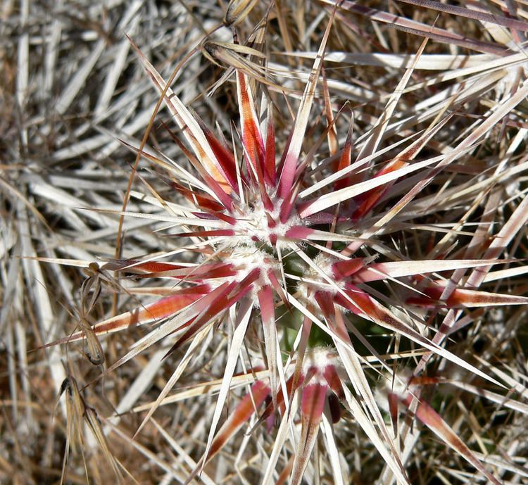 Grusonia parishii Photo 11622 Grusonia parishii plant lust