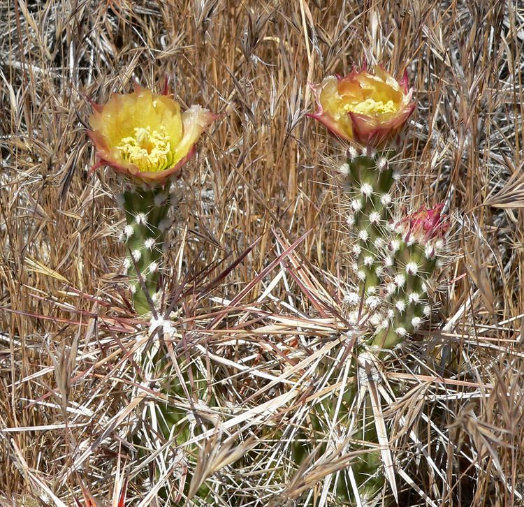 Grusonia parishii Grusonia parishii Corynopuntia stanlyi var parishii